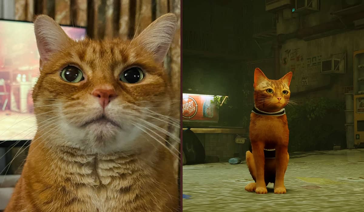 Stray, o jogo do gato, é lançado e internet reage com memes